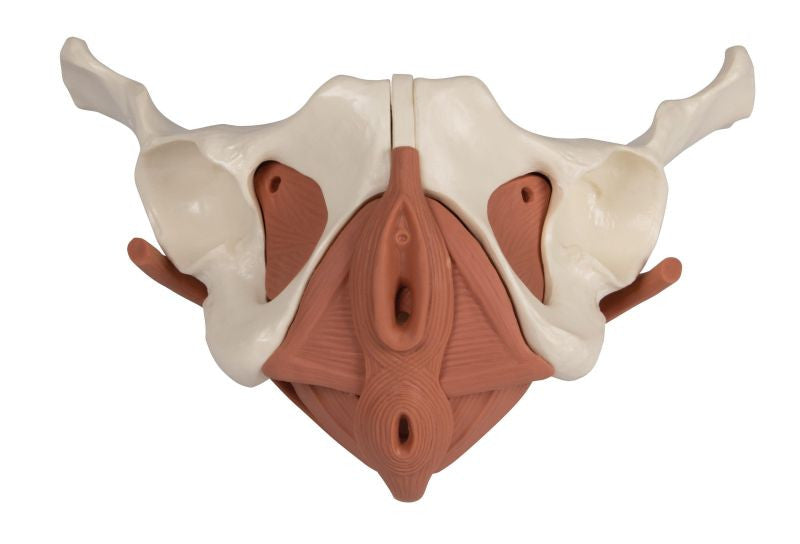 Female Pelvis Model with Pelvic Floor Musculature (12 part)