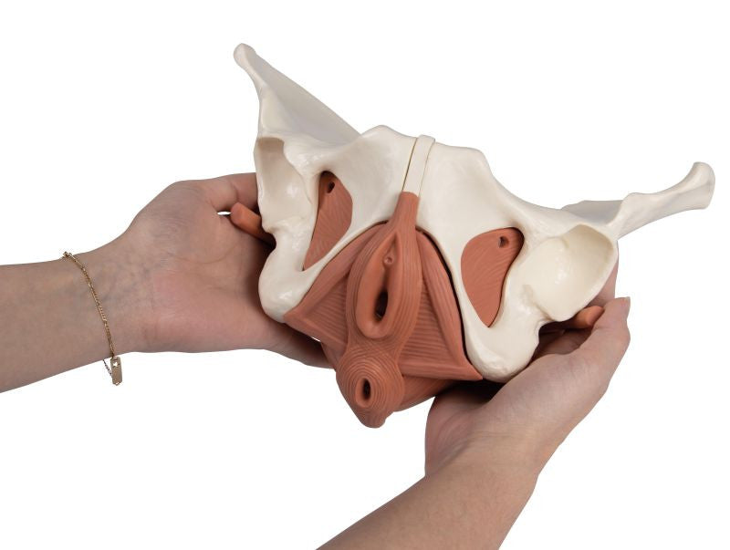 Female Pelvis Model with Pelvic Floor Musculature (12 part)