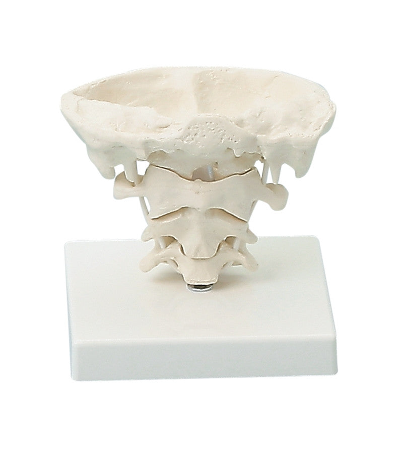 Functional Atlas / Axis Model