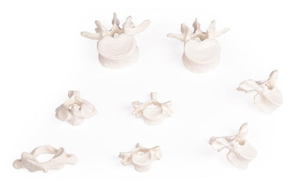 Vertebrae Model Set (8 part)