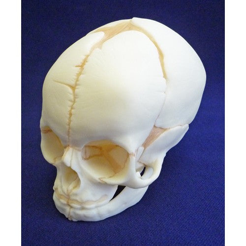Foetal Skull Anatomical Model