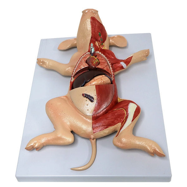 Dissected Foetal Pig Model