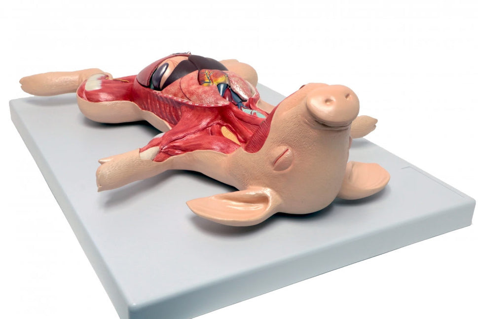 Dissected Foetal Pig Model