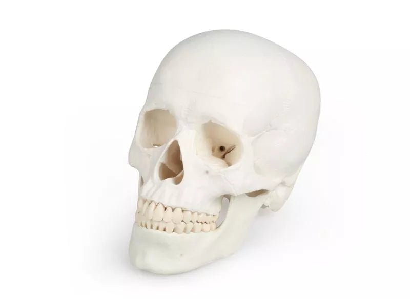 Skull Model (3 parts, With Augmented Anatomy App)