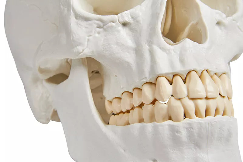 Skull Model (3 parts, With Augmented Anatomy App)
