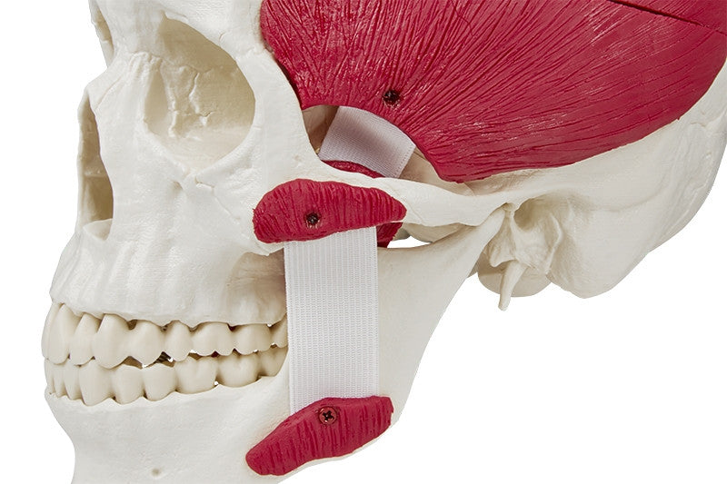 Skull Model with Masticatory Muscles (2 part)