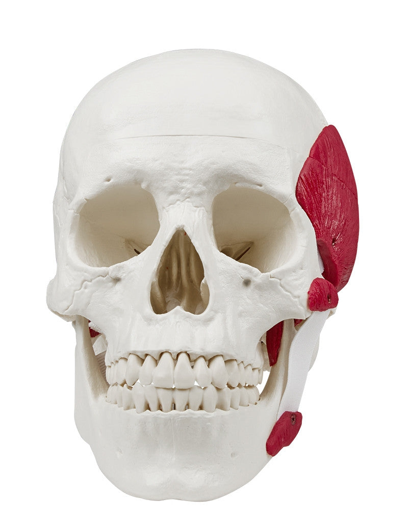 Skull Model with Masticatory Muscles (2 part)