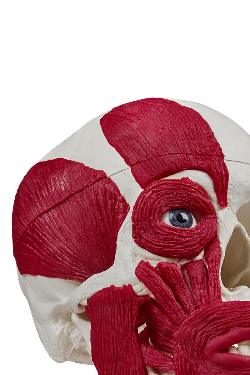 Skull Model with Musculature
