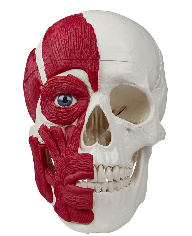 Skull Model with Musculature