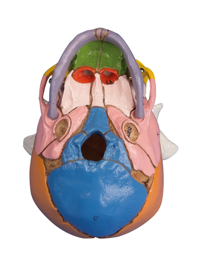 Coloured Foetal Skull Model with Cranial Nerves
