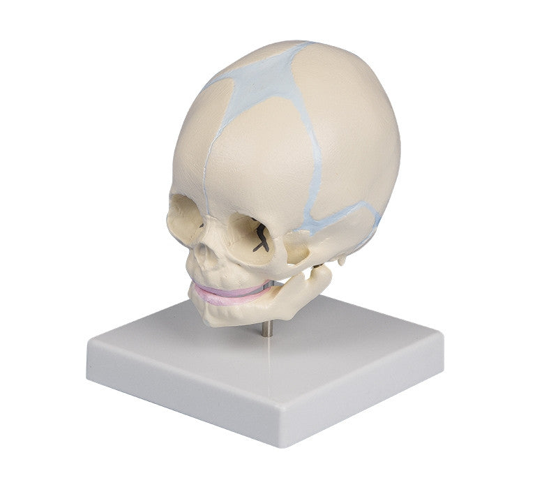 Foetus Skull Model (30 weeks)