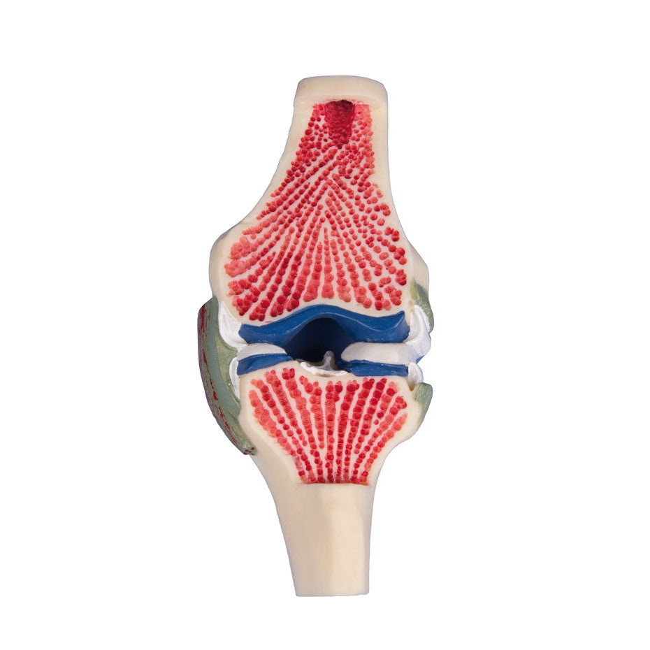 Knee Section Model