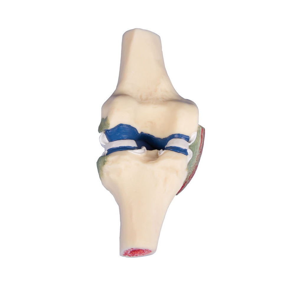 Knee Section Model