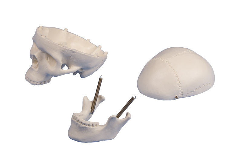 Miniature Skull Model (3 part, with stand)