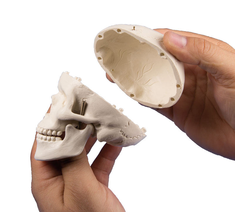 Miniature Skull Model (3 part, with stand)