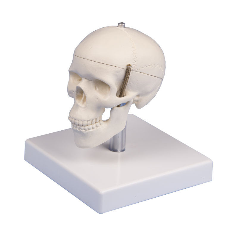 Miniature Skull Model (3 part, with stand)
