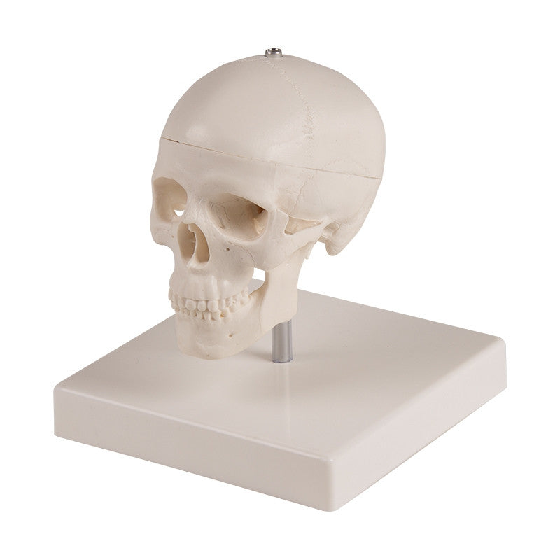 Miniature Skull Model (3 part, with stand)