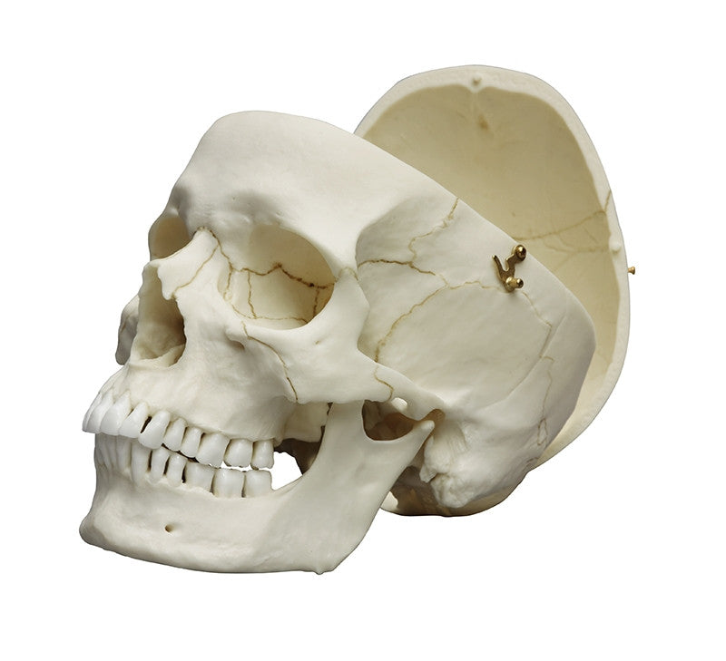 Bone Clones Anthropological Skulls