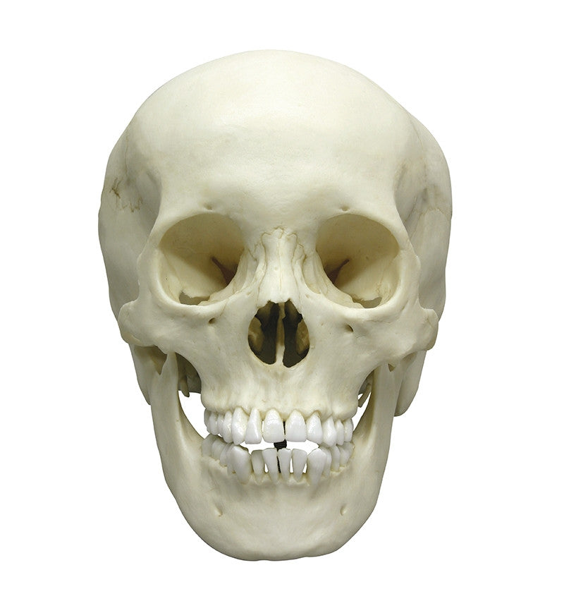 Adolescent Female Skull Model