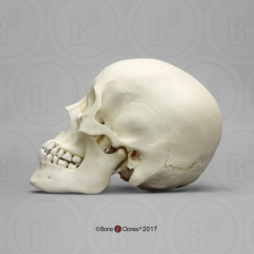 Adolescent Female Skull Model