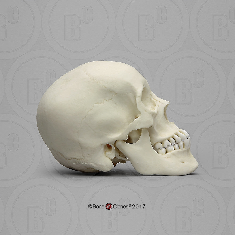 Adolescent Female Skull Model