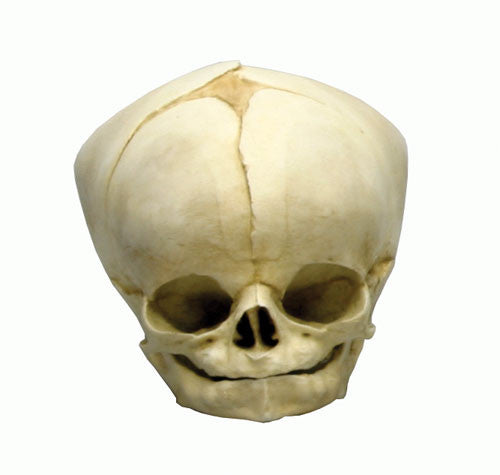 Foetal Skull Model (40.5 weeks)