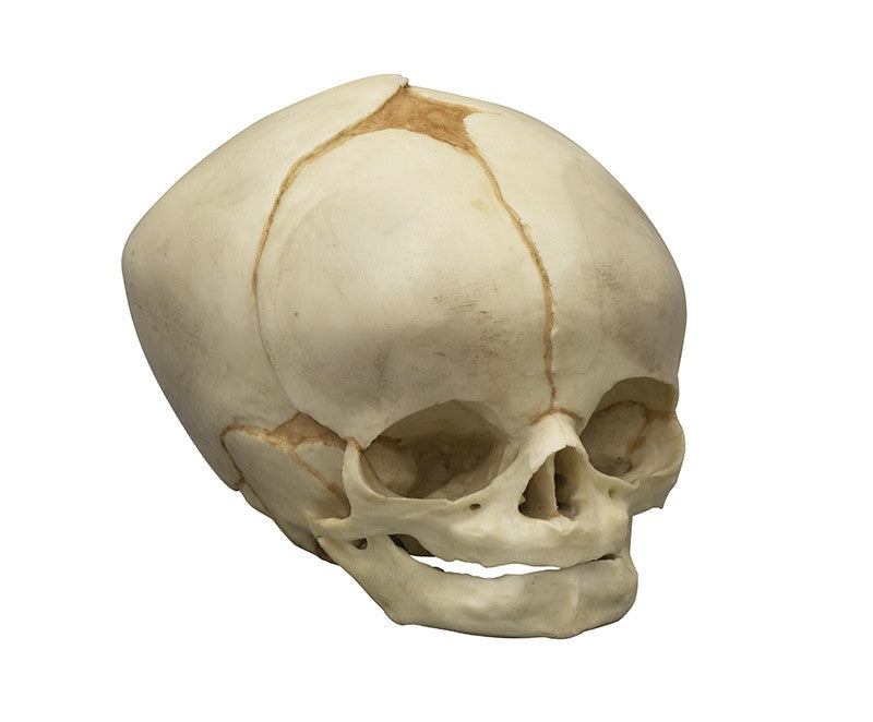 Foetal Skull Model (40.5 weeks)