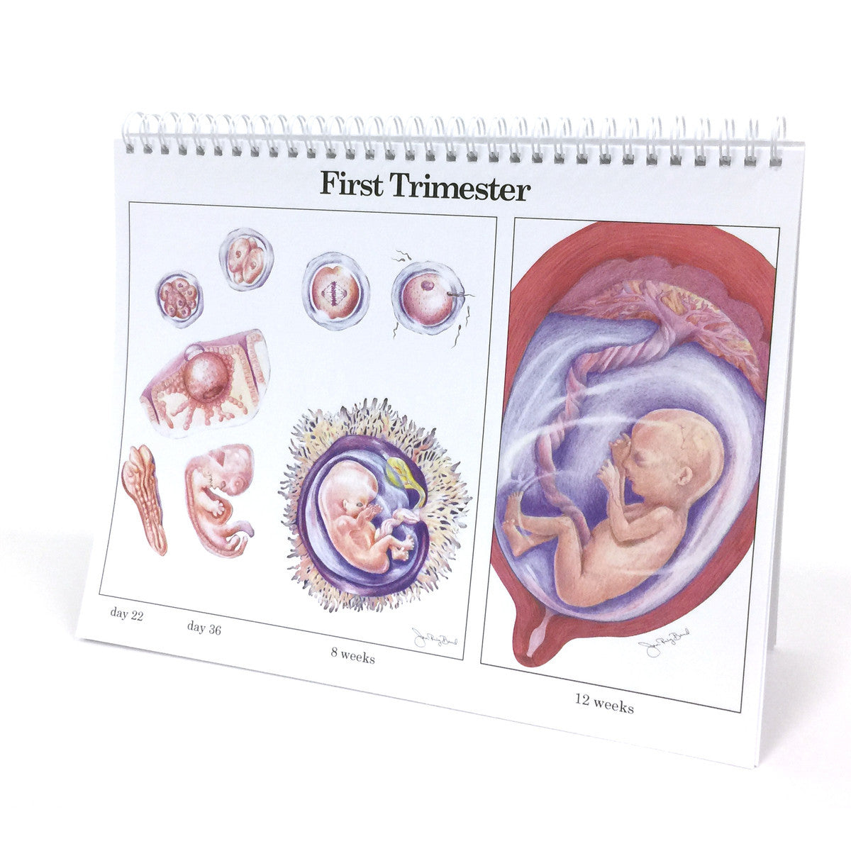 Childbearing: The Classic Series Desk-Size Flip Chart