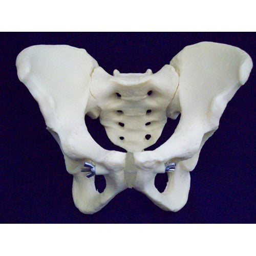 Articulated Male Pelvis Model (4 parts)