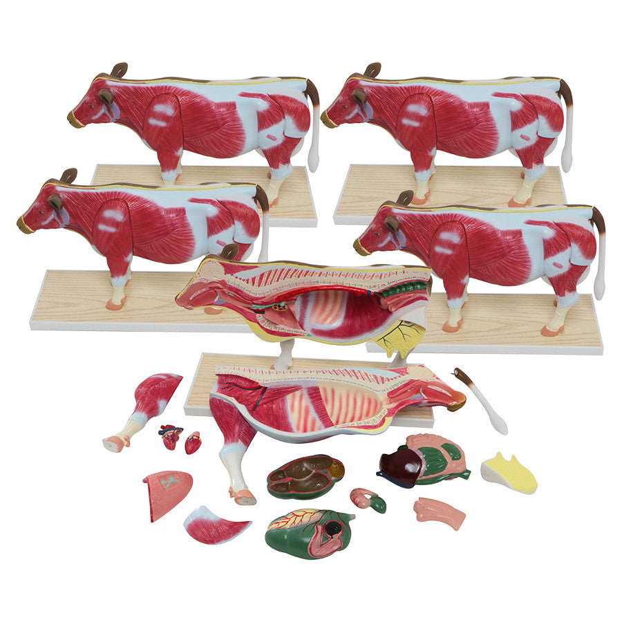 Small Cow Model Set (5 pack)