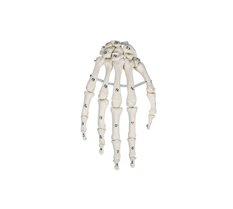 Hand Skeleton Model with Numbers
