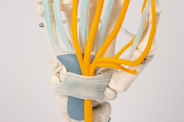 Hand Skeleton Model with Tendons, Nerves and Carpal Tunnel