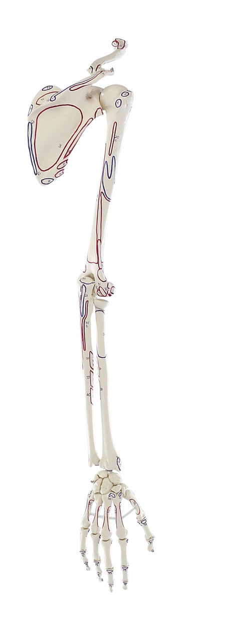 Arm Skeleton Model with Shoulder Girdle and Muscle Markings