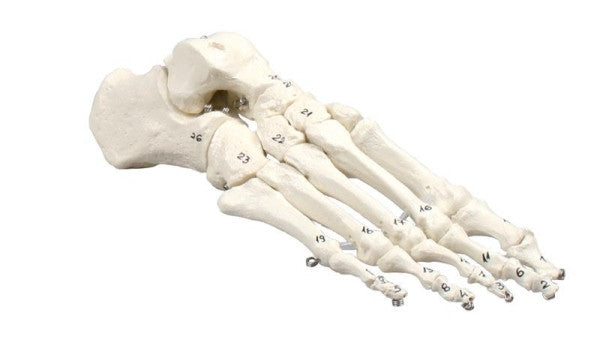Numbered Foot Skeleton Model