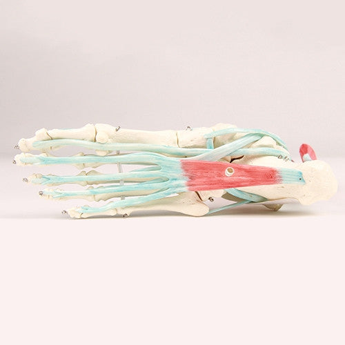 Foot Skeleton with Tendons