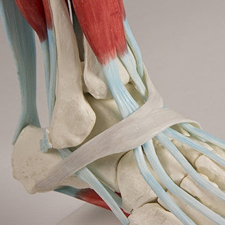 Foot Skeleton with Tendons