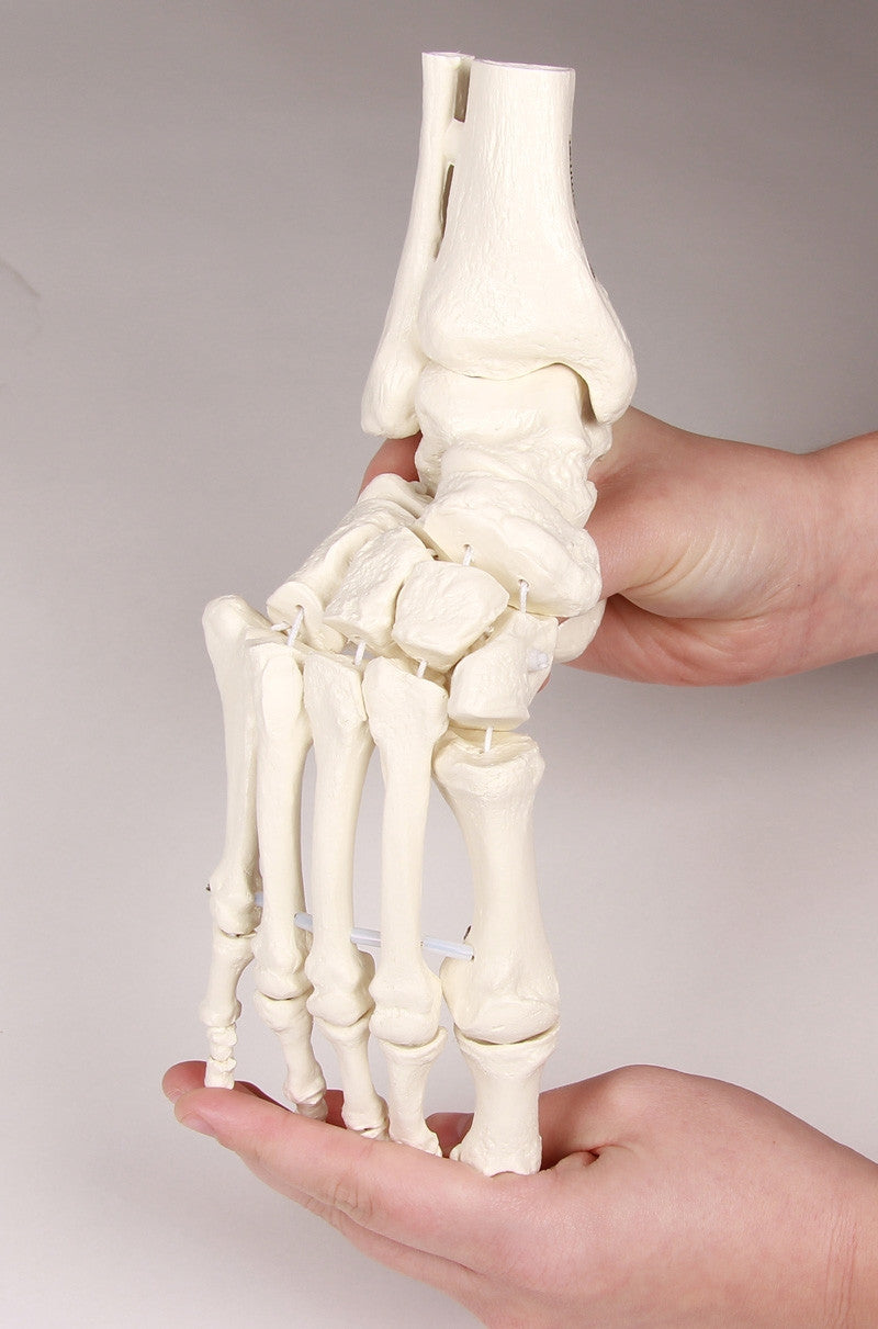 Flexible Foot and Ankle Skeleton Model with Numbers
