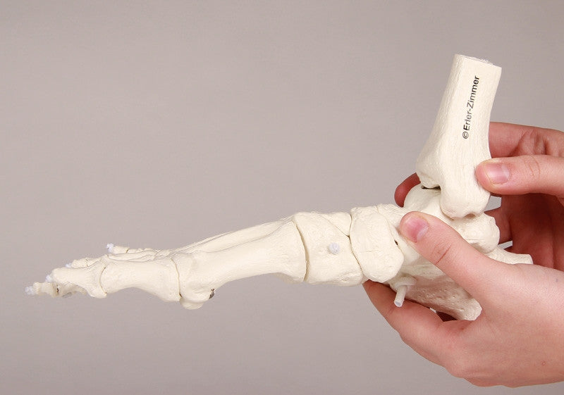 Flexible Foot and Ankle Skeleton Model with Numbers