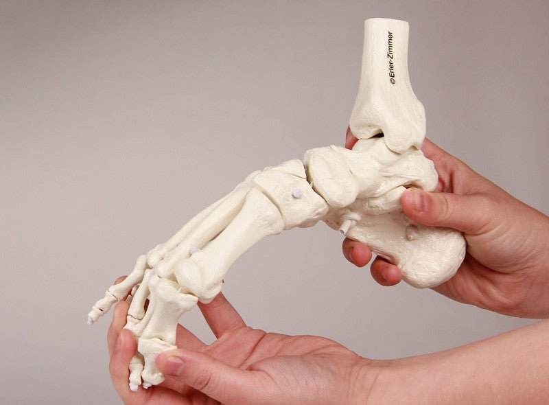 Flexible Foot and Ankle Skeleton Model with Numbers