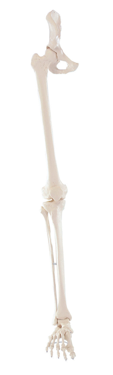 Leg Skeleton Model with Half Pelvis and Flexible Foot