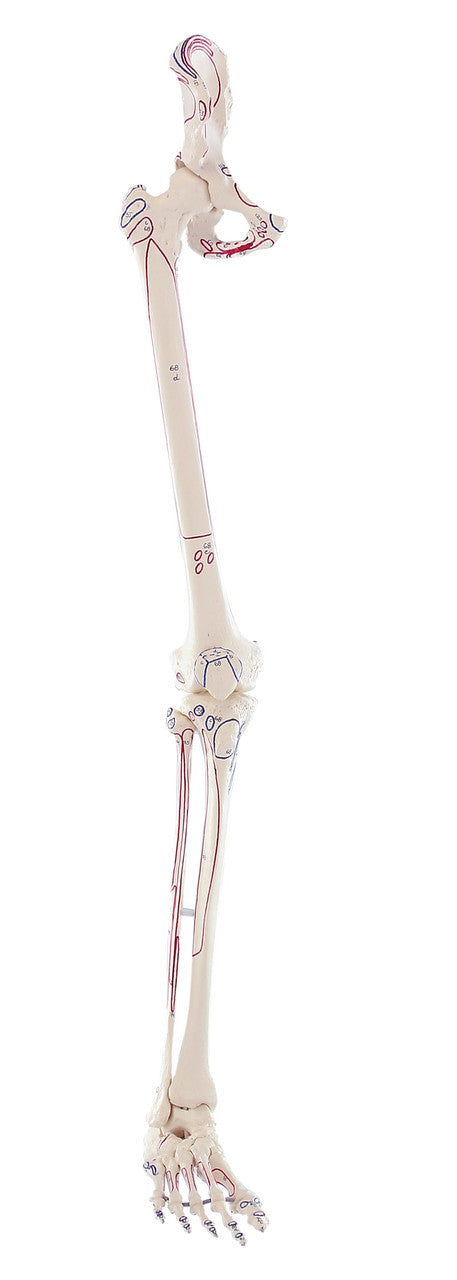 Leg Skeleton Model with Half Pelvis and Muscle Markings