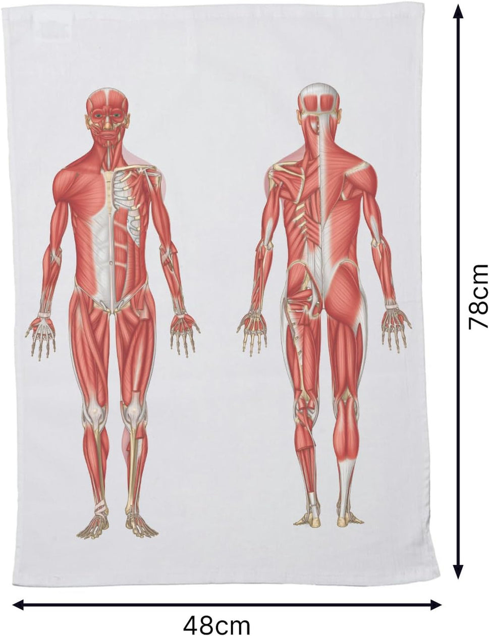 Muscular Anatomy Tea Towel