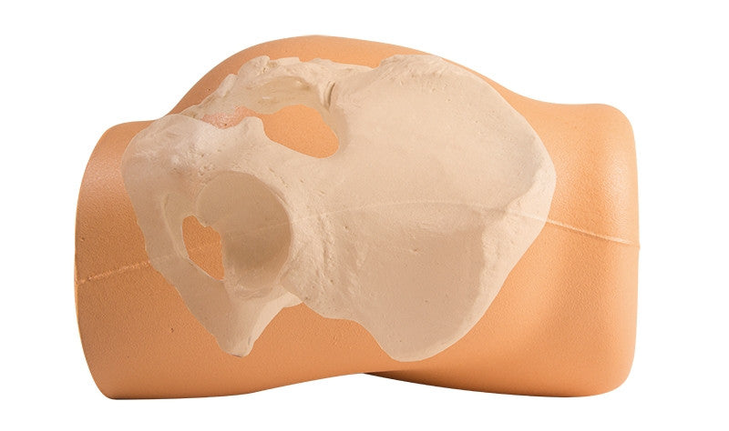 IM Injection and Punch Biopsy Training Model