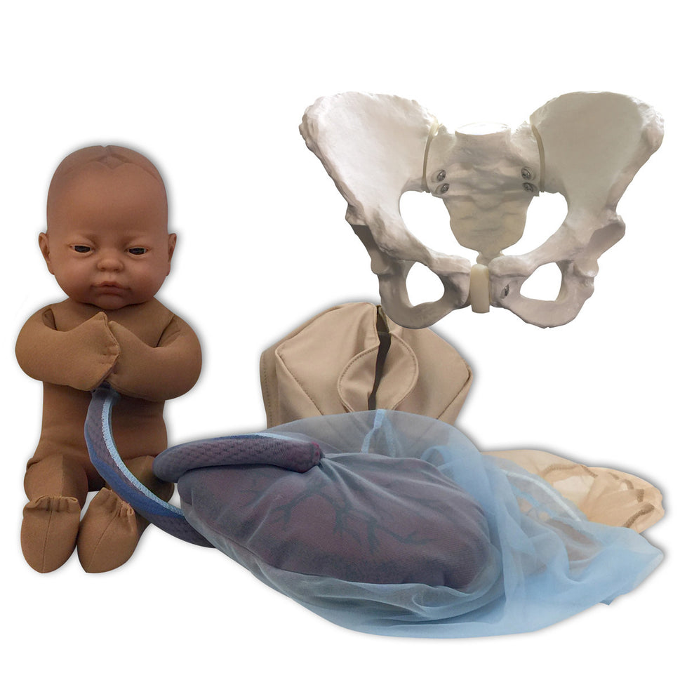 Childbirth Model Set : Pelvis, Foetal doll, Perineum, and Placenta