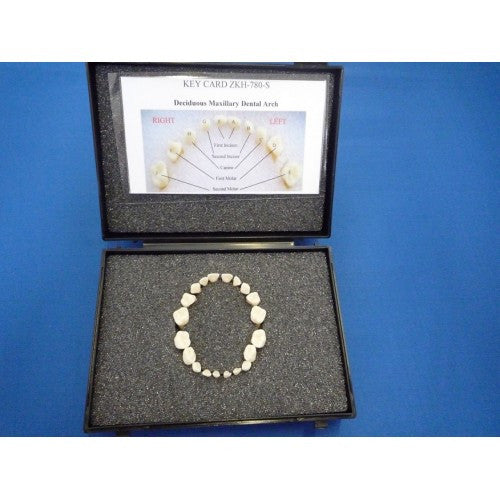 Deciduous Teeth Set (20 part)