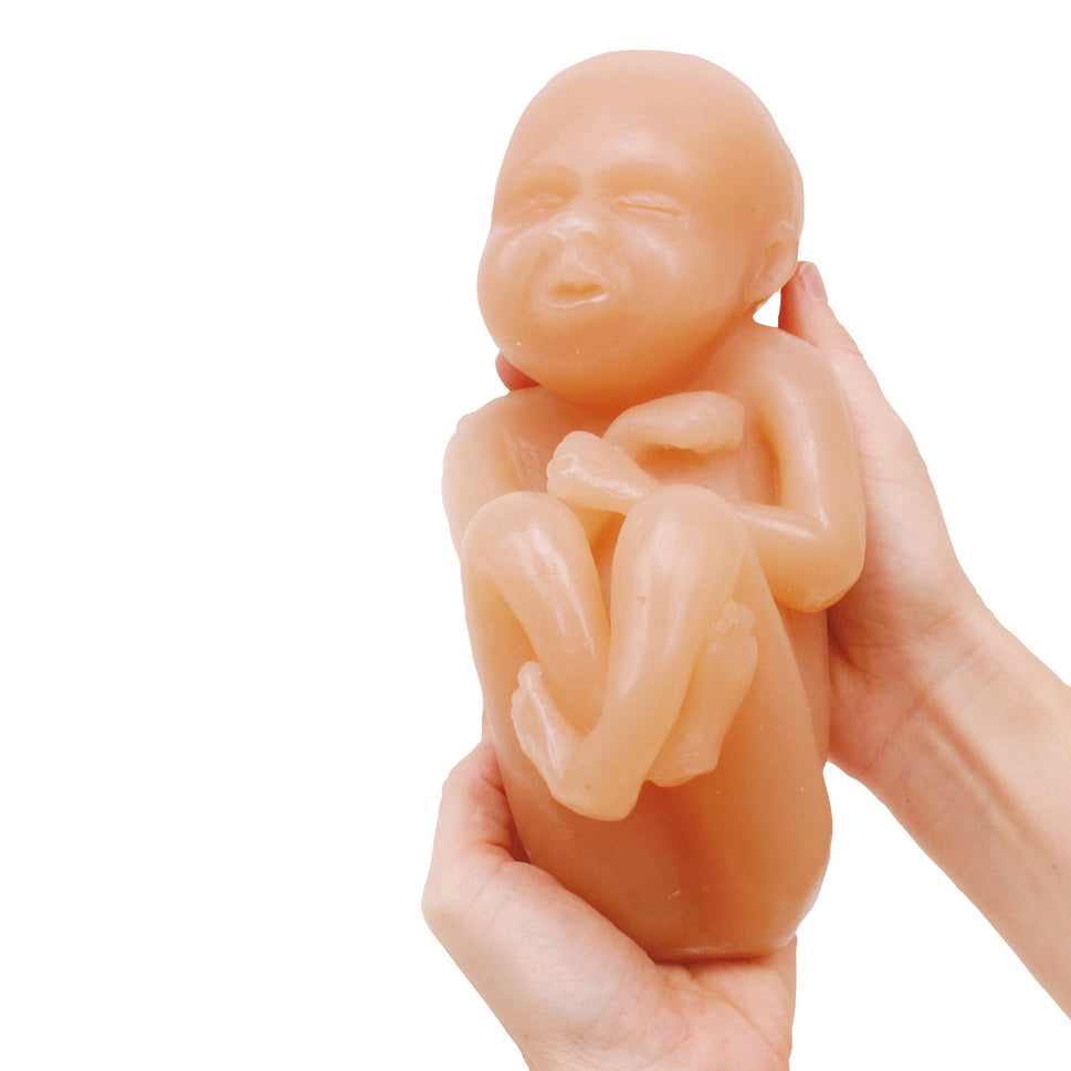 Foetus Model Set (4 part)