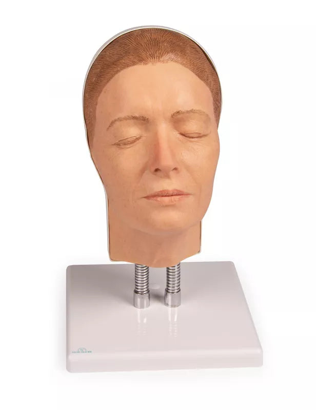 Model Head for Facial Injection Training