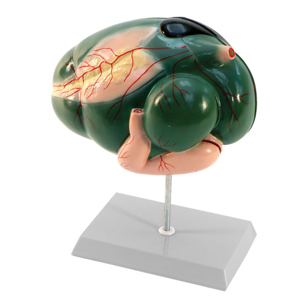 Animal Digestive System Models Package