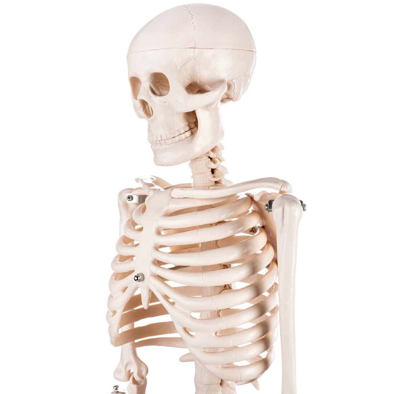 Budget Half Size Skeleton Model