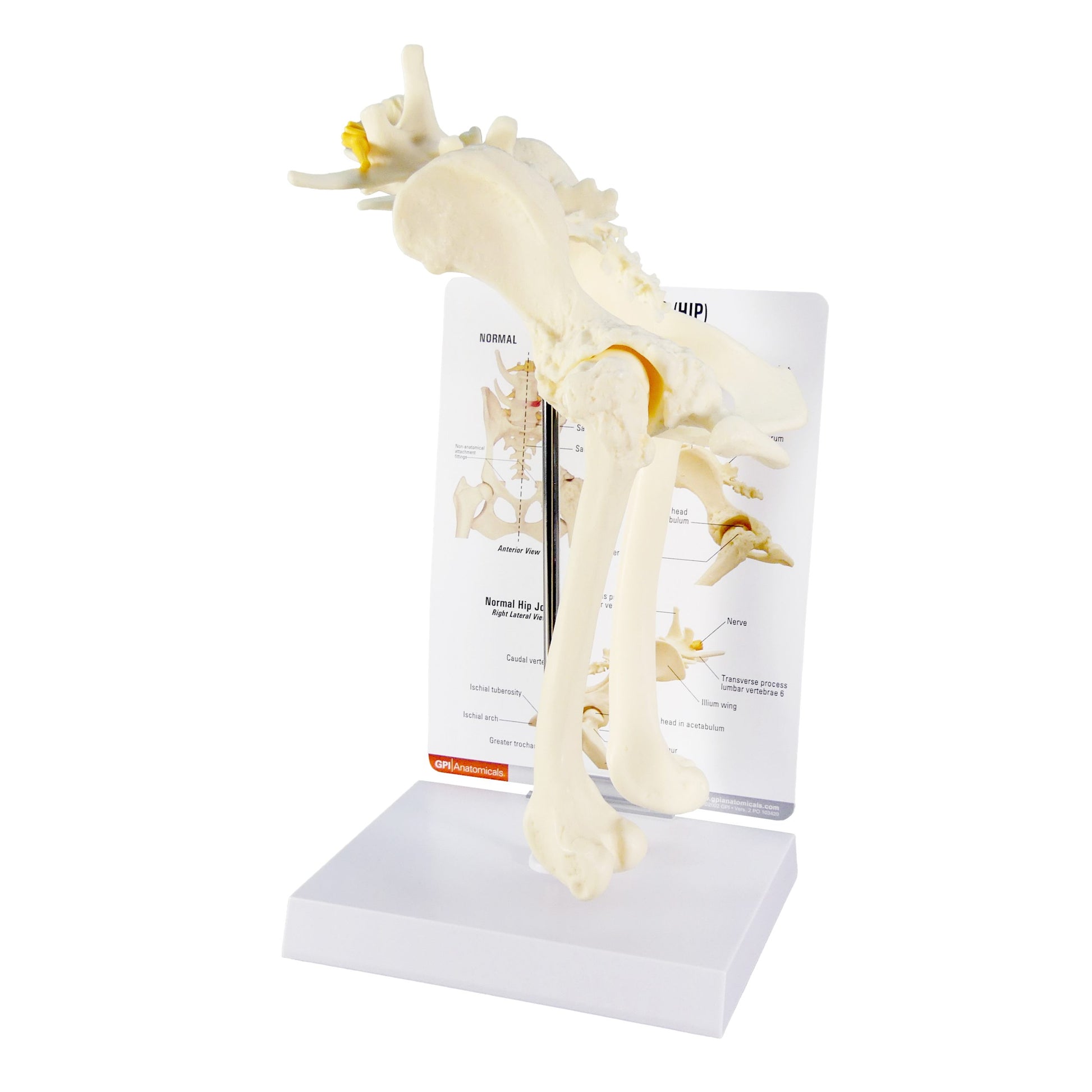Canine Hip / Pelvis Model
